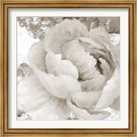 Framed 'Light Grey Flowers II' border=