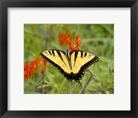 Framed Black Yellow Butterfly I