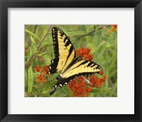 Black Yellow Butterfly II Framed Print