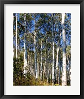 Framed Aspen Grove II