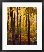 Sanctuary Woods I Framed Print