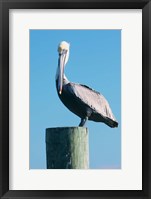 Framed Pelican Perched II