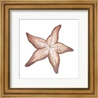 Framed 'Coastal Icon Coral VII' border=