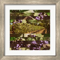 Framed 'Vinecraft Horizons II' border=