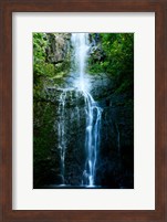 Framed Natural Rain Forest