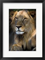 Framed Cape Lion