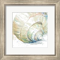 Framed 'Water Conch' border=