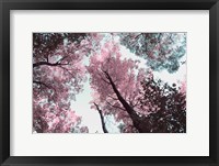 Framed Blooming Cherry Blossom