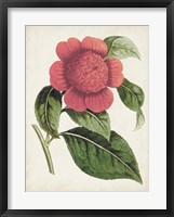 Carnelian Blooms II Framed Print