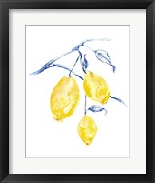 Framed 'Watercolor Lemons I' border=