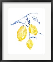 Framed 'Watercolor Lemons I' border=