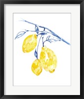 Framed 'Watercolor Lemons II' border=