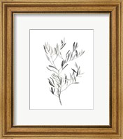 Framed 'Paynes Grey Botanicals IV' border=