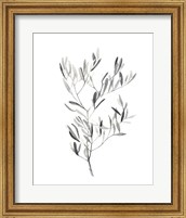 Framed 'Paynes Grey Botanicals IV' border=