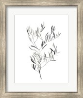 Framed 'Paynes Grey Botanicals IV' border=