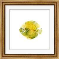 Framed 'Discus Fish I' border=