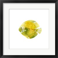 Discus Fish I Framed Print