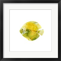 Framed 'Discus Fish I' border=