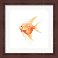 Framed 'Discus Fish III' border=