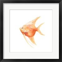 Discus Fish III Framed Print