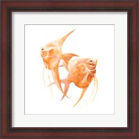 Framed 'Discus Fish IV' border=