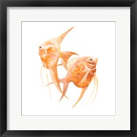 Discus Fish IV Framed Print