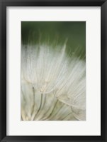 Framed Macro Dandilion I