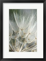 Macro Dandilion II Framed Print