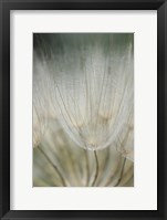 Framed Macro Dandilion III