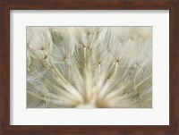 Framed Macro Dandilion IV