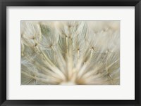 Macro Dandilion IV Framed Print