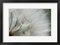 Framed Macro Dandilion VI