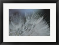 Framed Macro Dandilion VII