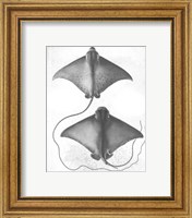 Framed 'Grey-Scale Stingrays I' border=