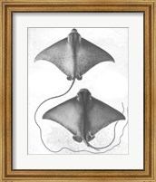 Framed 'Grey-Scale Stingrays I' border=