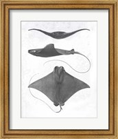 Framed 'Grey-Scale Stingrays II' border=