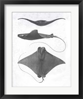 Framed 'Grey-Scale Stingrays II' border=