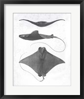 Framed 'Grey-Scale Stingrays II' border=