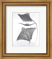 Framed 'Grey-Scale Stingrays III' border=