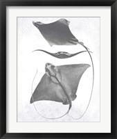 Framed 'Grey-Scale Stingrays III' border=