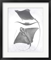 Grey-Scale Stingrays III Framed Print