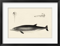 Framed Antique Dolphin Study I