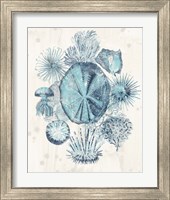 Framed 'Coastal Melange IV' border=