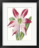 Floral Beauty II Framed Print