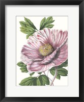 Framed Floral Beauty VI