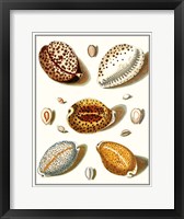 Collected Shells III Framed Print