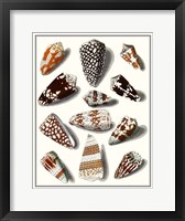 Collected Shells V Framed Print