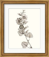 Framed 'Neutral Botanical Study I' border=