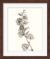 Framed Neutral Botanical Study I