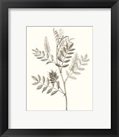 Framed 'Neutral Botanical Study III' border=